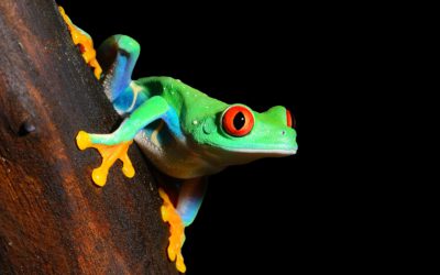 Can Developing Countries Leapfrog in Government Performance Management?