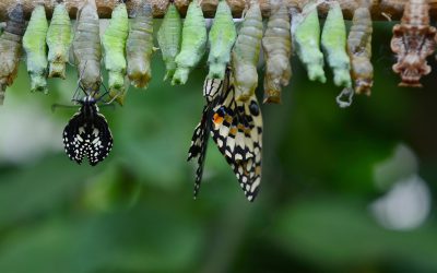 Agile for Sustainable Modernization in Government