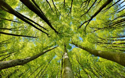 Equip the Public Sector for Sustainability Action